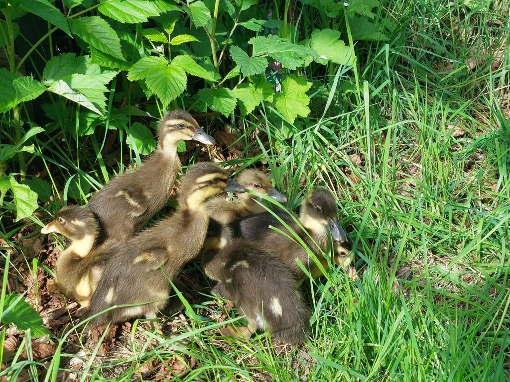 Broedeieren Indische loopeend, Dieren en Toebehoren, Ophalen of Verzenden