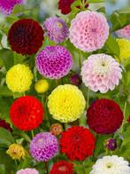 Dahlia Pompon mix plantjes - Hobbykwekerij, Ophalen, Volle zon