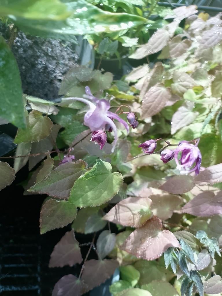 Tuinplanten, Ophalen, Overige soorten, Volle zon