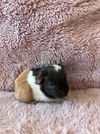 cavia, Dieren en Toebehoren, Maart, Vrouwelijk, Cavia