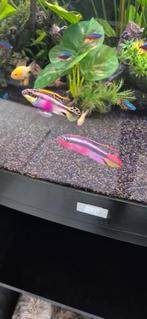 Mooie grote koppel kersenbuik cicliden 15 euro, Vis