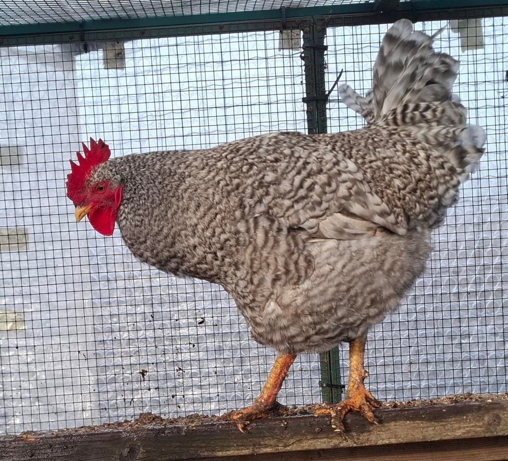 Kippenopvang zoekt goede plek voor prachtige, grote haan!, Dieren en Toebehoren, Pluimvee, Mannelijk, Kip