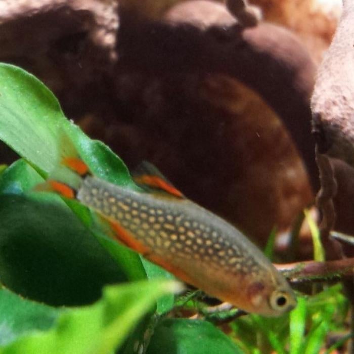 Microrasbora spec. galaxy, Dieren en Toebehoren, Vis