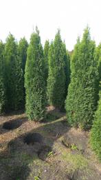 Mooie volle haagconiferen thuja smaragd 100 cm tot 225 cm, Ophalen of Verzenden, Conifeer, 100 tot 250 cm
