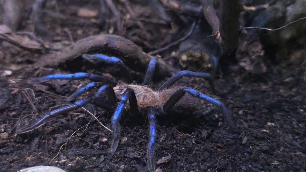Birupes simoroxigorum - Neon blue leg vogelspin, Dieren en Toebehoren, Overige soorten, Met terrarium, 0 tot 2 jaar