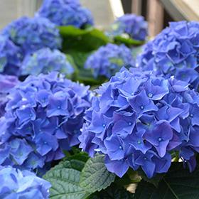 Hortensia macr. Early Bleu, Tuin en Terras, Planten | Tuinplanten, Overige soorten, Halfschaduw, Ophalen