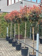 Photinia fraseri ‘Red Robin’ halfstam, Halfschaduw, Lente, 100 tot 250 cm, Ophalen