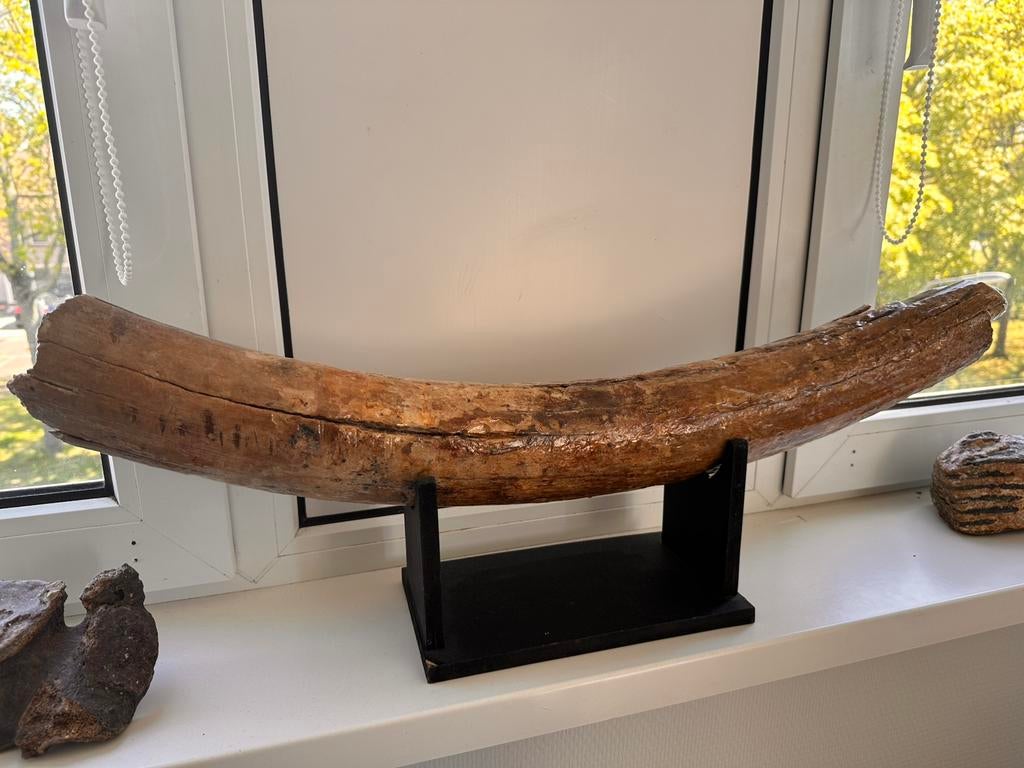 Mamoet slacht tand, Antiek en Kunst, Ophalen of Verzenden