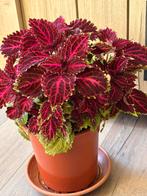 Grote zeldzame siernetel plant in een grote pot, Ophalen, Volle zon, Minder dan 100 cm