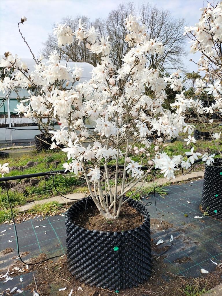 Magnolia stellata/ Stermagnolia, Tuin en Terras, Planten | Bomen, Overige soorten, Lente, 100 tot 250 cm, Ophalen