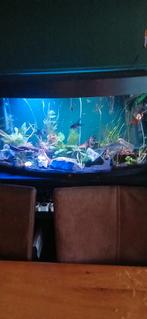 Compleet aquarium met verlichting en pomp en inhoud, Ophalen, Gebruikt, Inclusief vissen, Gevuld zoetwateraquarium