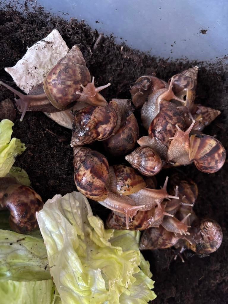 Baby agaat slakken 2 maand oud, Dieren en Toebehoren, Overige Dieren, Januari, Meerdere dieren