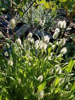 zaden van tuin planten, Ophalen of Verzenden, Volle zon