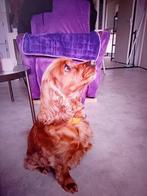 Uitlater gezocht!, Diensten en Vakmensen, Dieren | Honden | Verzorging, Oppas en Les