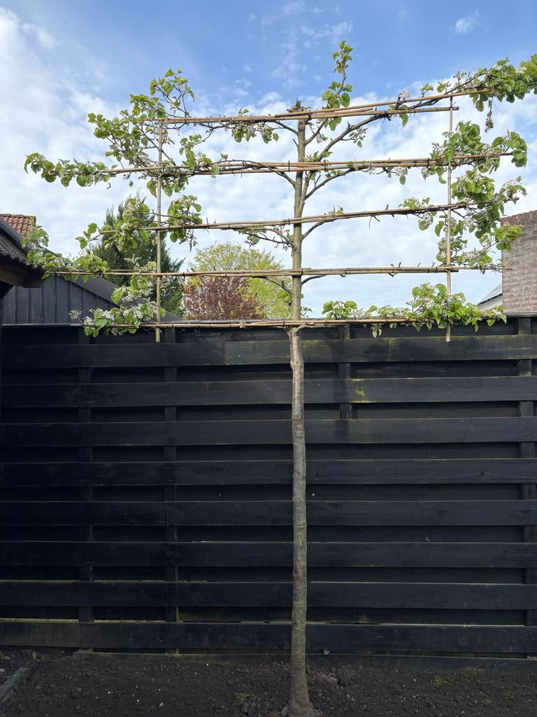 Leiboom (leisierpeer), Ophalen, Lente, Volle zon, Perenboom