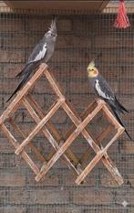 Koppel valkparkieten, Meerdere dieren, Parkiet, Tam