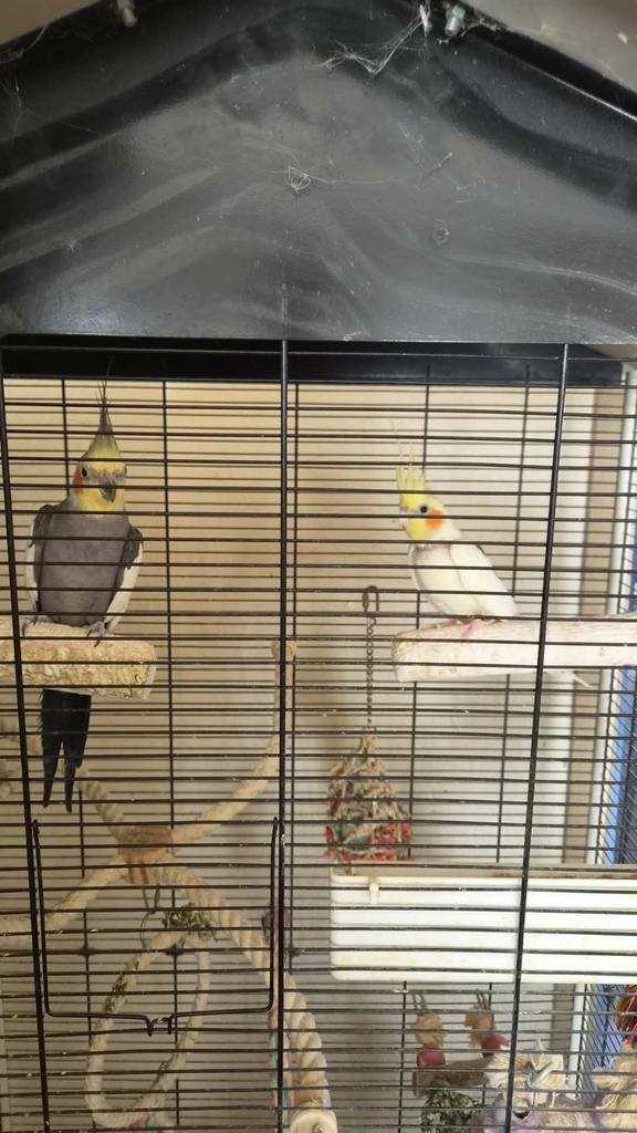 2 valkparkieten inclusief kooi, Dieren en Toebehoren, Vogels | Parkieten en Papegaaien, Mannelijk, Parkiet