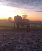 Verzorg paard/pony gezocht, bijrijder aangeboden, Dieren en Toebehoren, Ophalen of Verzenden, Zo goed als nieuw