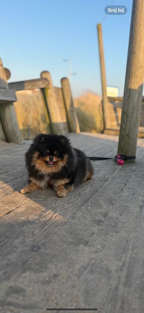 Pomeriaan teef black tan, Dieren en Toebehoren, Keeshond, 15 weken tot 1 jaar, Teef, Eén hond