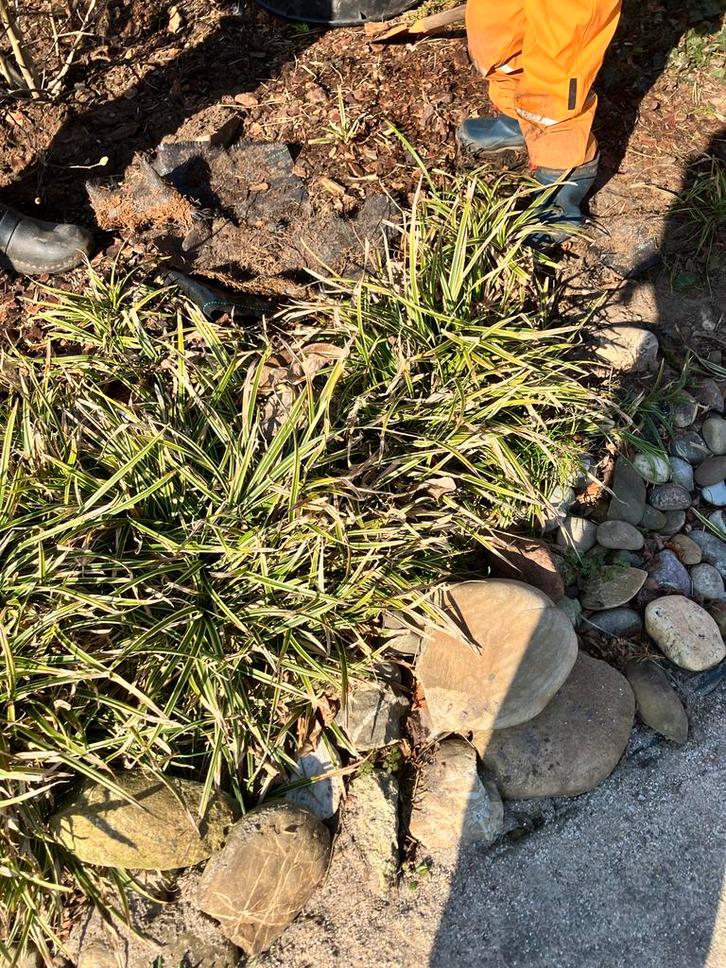 Diverse lage siergrassen voor elke tuin, Tuin en Terras, Planten | Tuinplanten, Vaste plant, Siergrassen, Volle zon, Zomer, Ophalen