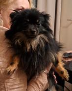 Ervaren dekreu Pomeriaan 2,5 jaar., Reu, Parvo, Eén hond, 3 tot 5 jaar