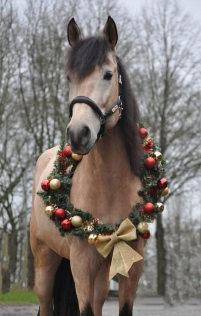 Prachtige lieve allround valk ruin, Dieren en Toebehoren, Paarden, Ruin, L, 170 tot 175 cm, 7 tot 10 jaar, Dressuurpaard, Gechipt