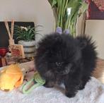 Mooie pomeriaan pup is nog op zoek naar een 5 ️🌟 huisje, Dieren en Toebehoren, 8 tot 15 weken, Eén hond, Nederland, Particulier