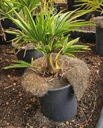 palmboom Trachycarpus Fortunei, Minder dan 100 cm, Zomer, Palmboom, Ophalen
