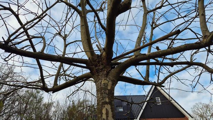 Mooie Plataan Dakboom, Tuin en Terras, Planten | Bomen, Dakboom, 100 tot 250 cm, Volle zon, Bloeit niet, Ophalen of Verzenden
