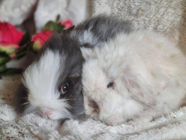 Teddydwerg Teddywidder jong konijn koppel, Dieren en Toebehoren, Konijnen, Dwerg, Meerdere dieren