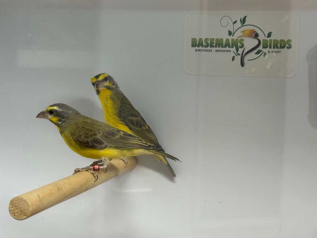 Mozambique sijs - serinus mozambicus, Dieren en Toebehoren, Meerdere dieren, Tropenvogel, Geringd