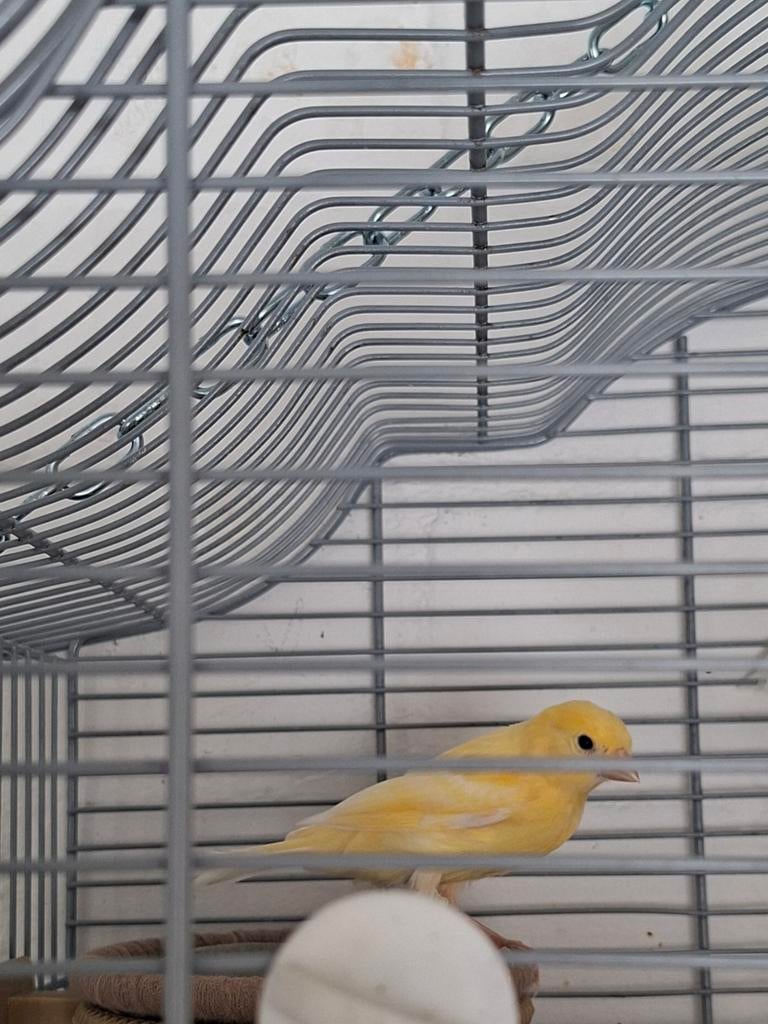 kanarie, Dieren en Toebehoren, Vogels | Kanaries, Mannelijk, Zangkanarie