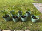 Trachycarpus wagnerianus - palmboom, Tuin en Terras, Planten | Tuinplanten, Overige soorten, Volle zon, Vaste plant, Ophalen of Verzenden