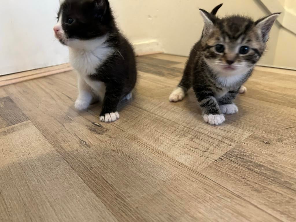 Lieve kittens let op!!! Hoogste bieder dus bieden aub., Dieren en Toebehoren, Katten en Kittens | Overige Katten, Poes, 0 tot 2 jaar