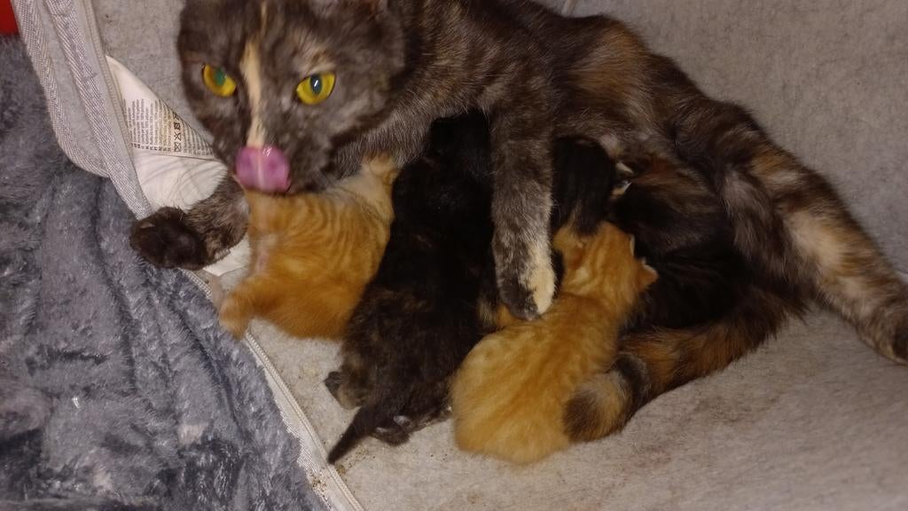 Onbetaalbare MaineCoon kruising kittens geboren 2-4-2026, Dieren en Toebehoren, Meerdere dieren, Ontwormd, 0 tot 2 jaar