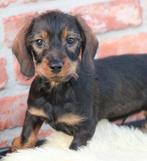 Teckel pup, Parvo, België, Reu, 8 tot 15 weken