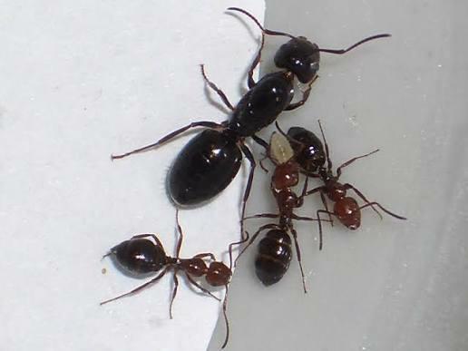 Camponotus lateralis Kolonie (50+) in Natuurlijk Witrot Hout, Dieren en Toebehoren, Mieren