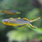 Hobbyaquarium Pseudomugil Furcatus forktail blue eye, Vis, Zoetwatervis, Schoolvis