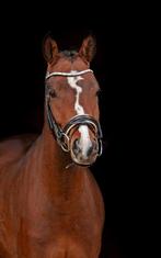 Prachtige NRPS pony top braaf, Dieren en Toebehoren, Pony's, Ruin, 3 tot 6 jaar, D pony (1.37m tot 1.48m), Met stamboom