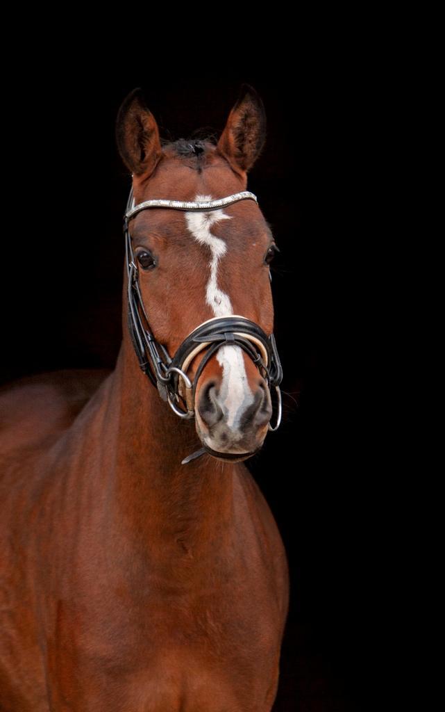 Prachtige NRPS pony top braaf, Dieren en Toebehoren, Pony's, Ruin, B, D pony (1.37m tot 1.48m), 3 tot 6 jaar, Met stamboom, Gechipt