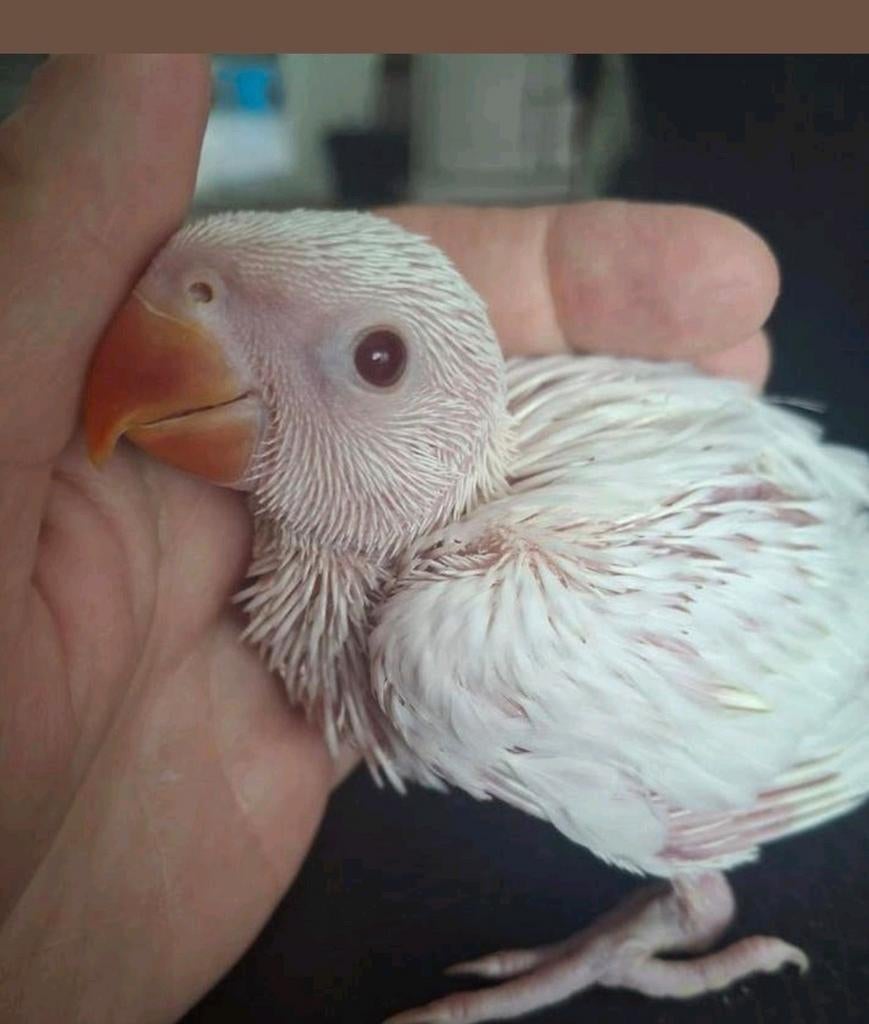 Handtamme baby albino halsbandparkiet, Dieren en Toebehoren, Geslacht onbekend, Parkiet, Geringd