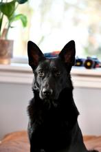 Prachtige Zwarte Duitse Herder "Cross" (1,5 jaar) zoekt goud, Reu, 1 tot 2 jaar, Parvo, Eén hond