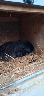 Deze 2 Cavia's zoeken nieuwe eigenaar, Mei, Mannelijk, Cavia