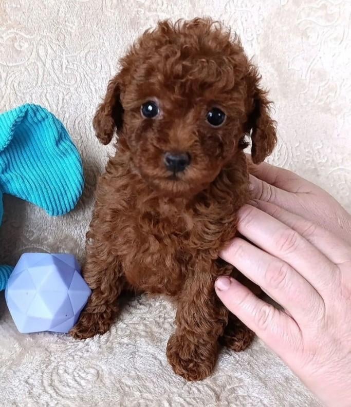 Toy poedel pup reu, Dieren en Toebehoren, Honden | Chihuahua's en Gezelschapshonden, Poedel, Reu, 8 tot 15 weken, Parvo