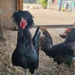 Broedeieren van mijn groep kuifhoenen, Dieren en Toebehoren, Pluimvee, Geslacht onbekend, Kip