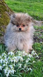 Pomeriaan pup - sable orange - Direct beschikbaar!, Keeshond, Reu, 8 tot 15 weken, Parvo