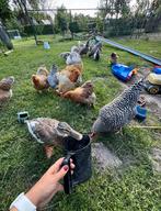 Broedeieren van onze mooie verschillende kippen!, Geslacht onbekend, Kip