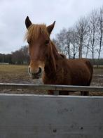 Leuke jaarling hengst, Dieren en Toebehoren, Pony's, 0 tot 2 jaar, Hengst, Gechipt, Onbeleerd