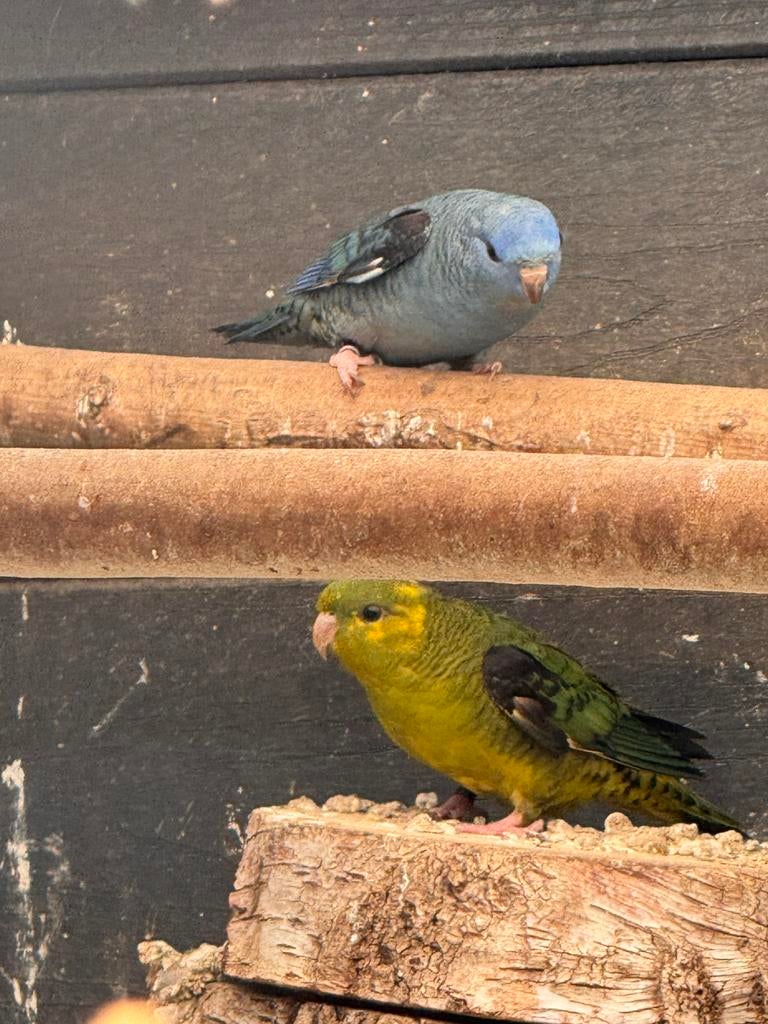 Overjarige Catharina parkieten, Meerdere dieren, Parkiet