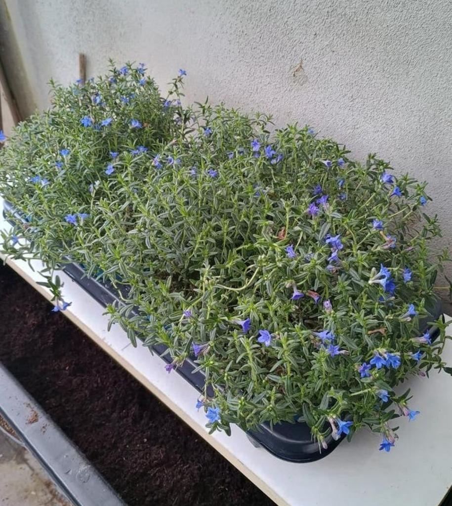 Te koop heavenly bleu planten ook wel parelzaad genoemd, Ophalen, Overige soorten
